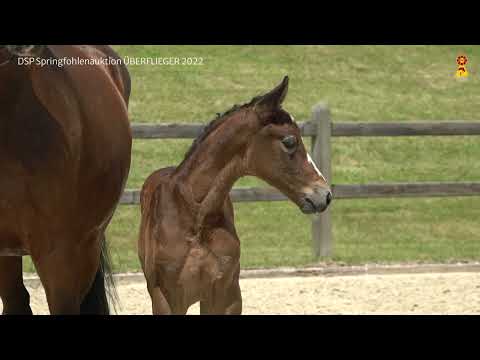 KN 15: Hengstfohlen v. Vingino/Diarado