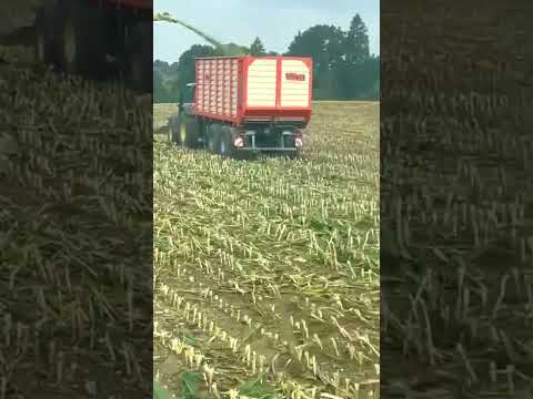 JOHN DEERE CRUSHED WILD BOARS🤯🌾#combine#boars