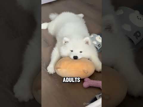 Why Samoyeds Are Called Smiling Angels #animals #dog #shorts