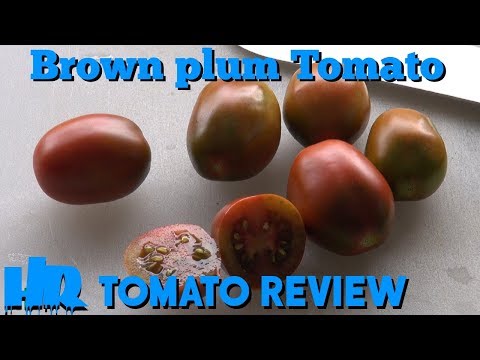 , title : '⟹ BROWN PLUM or BLACK RUSSIAN PLUM TOMATO | Solanum lycopersicum | Tomato Review'