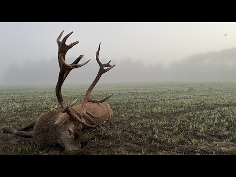 Ungerader Achtzehnender erlegt
