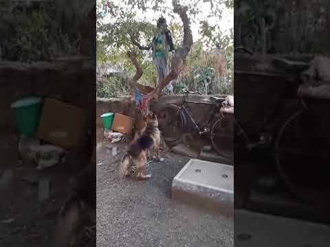 Aditya the kings dog