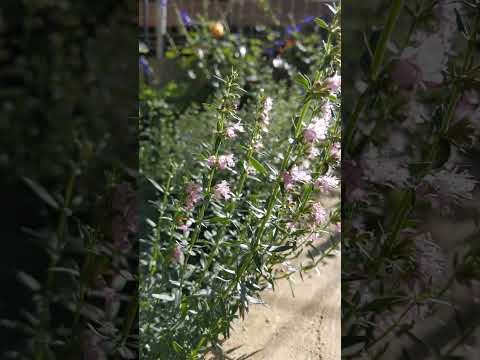 ライムヒソップ 植物