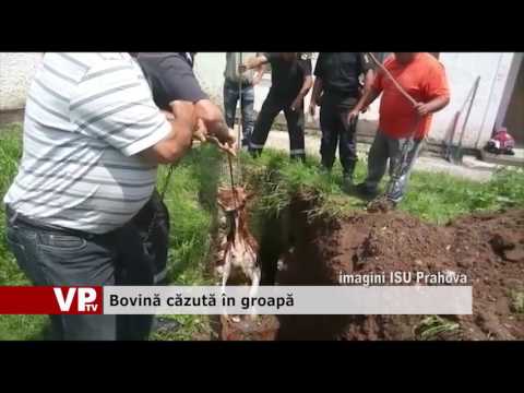 Bovină căzută în groapă