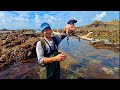 Massive Lobsters on Extremely low Tide !  Amazing Foraging Adventure - Catch and Cook
