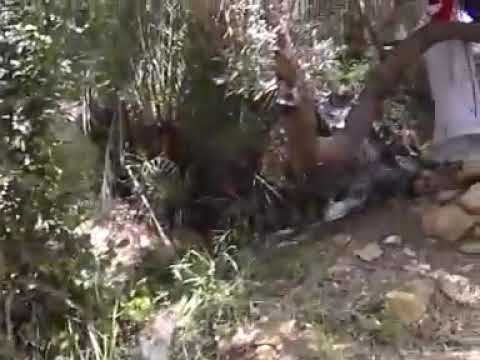 تبعمرانت سير اسلام إنو دار ولي ياغ إحوبان