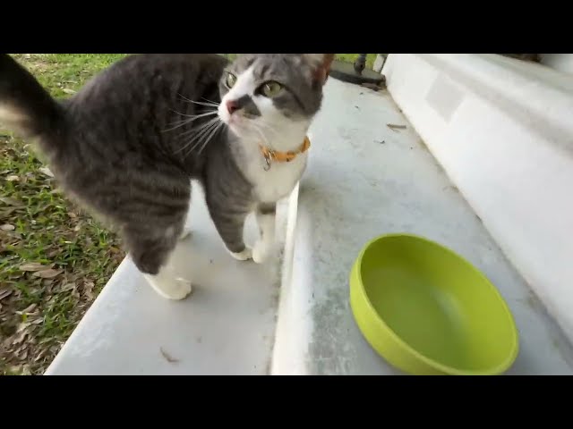 Best Tuna and Pumpkin Wet Cat Food Review: An Insightful Guide - close-up view