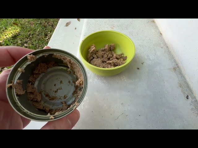 Best Tuna and Pumpkin Wet Cat Food Review: An Insightful Guide - product in use