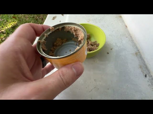 Best Tuna and Pumpkin Wet Cat Food Review: An Insightful Guide - alternate angle