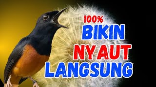 Download lagu Suara Murai Batu Gacor Sangat Ampuh jadikan murai batu MACET agar cepat bunyi gacor DOORR mp3