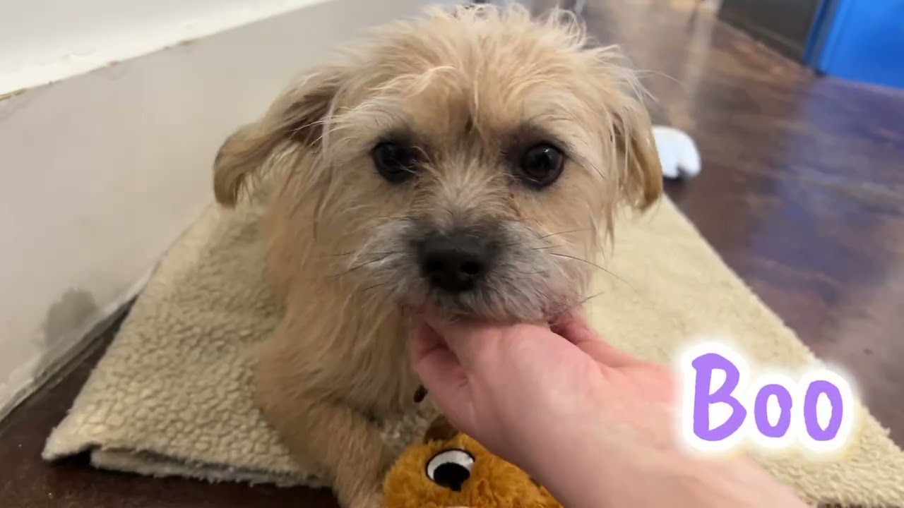 Enlarge Boo, a Adoptable mixed breed in San Antonio, TX video 5/5