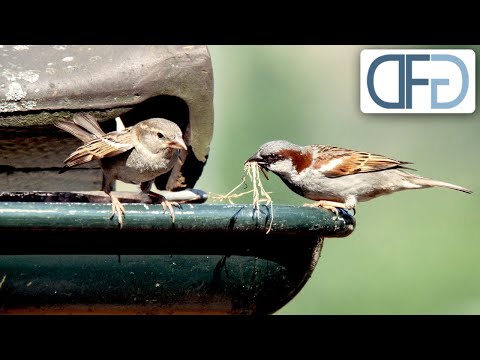 Alltag der Spatzen | Tiere vor der Kamera (1979) | Folge 09/57