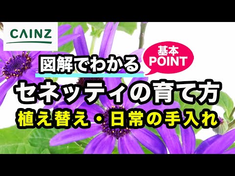 カタントピナエについて詳しく解説