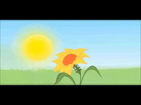 Plants Show Movement -Sunflower, Touch Me Not -Kids School Education Video