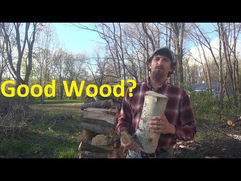 Best Trees for Firewood
