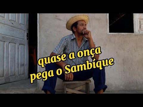 humor Marajoara | quase me cago comedo de uma onça!