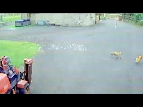 CCTV Shows Chase Between Teenager, Fox And Chicken -2017