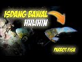 Isdang BAWAL daw Hulihin - Parrot Fish Spear Fishing