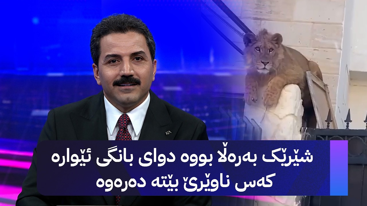 ڤیدیۆ | شێرێک بەرەڵا بووە دوای بانگی ئێوارە کەس ناوێرێ بێتە دەرەوە