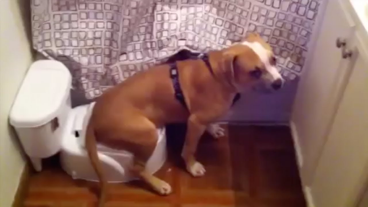 Rescue Dog's Strange Behavior Wakes Owner in the Middle of the Night