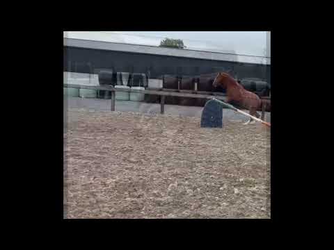 Quality 3yo TIH gelding - Image 2