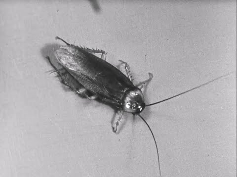 Good-bye, Mr. Roach (ca. 1959)
