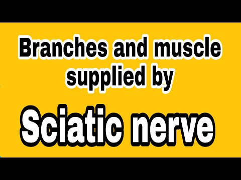 Sciatic nerve Branches and muscle supply - Anatomy
