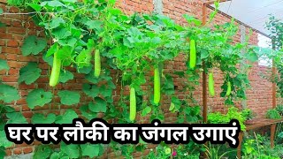 How to Grow Bottle Gourd at Home Home/garden