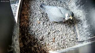 Mannetje brengt voedsel