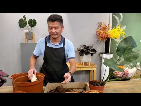 龜背芋換盆