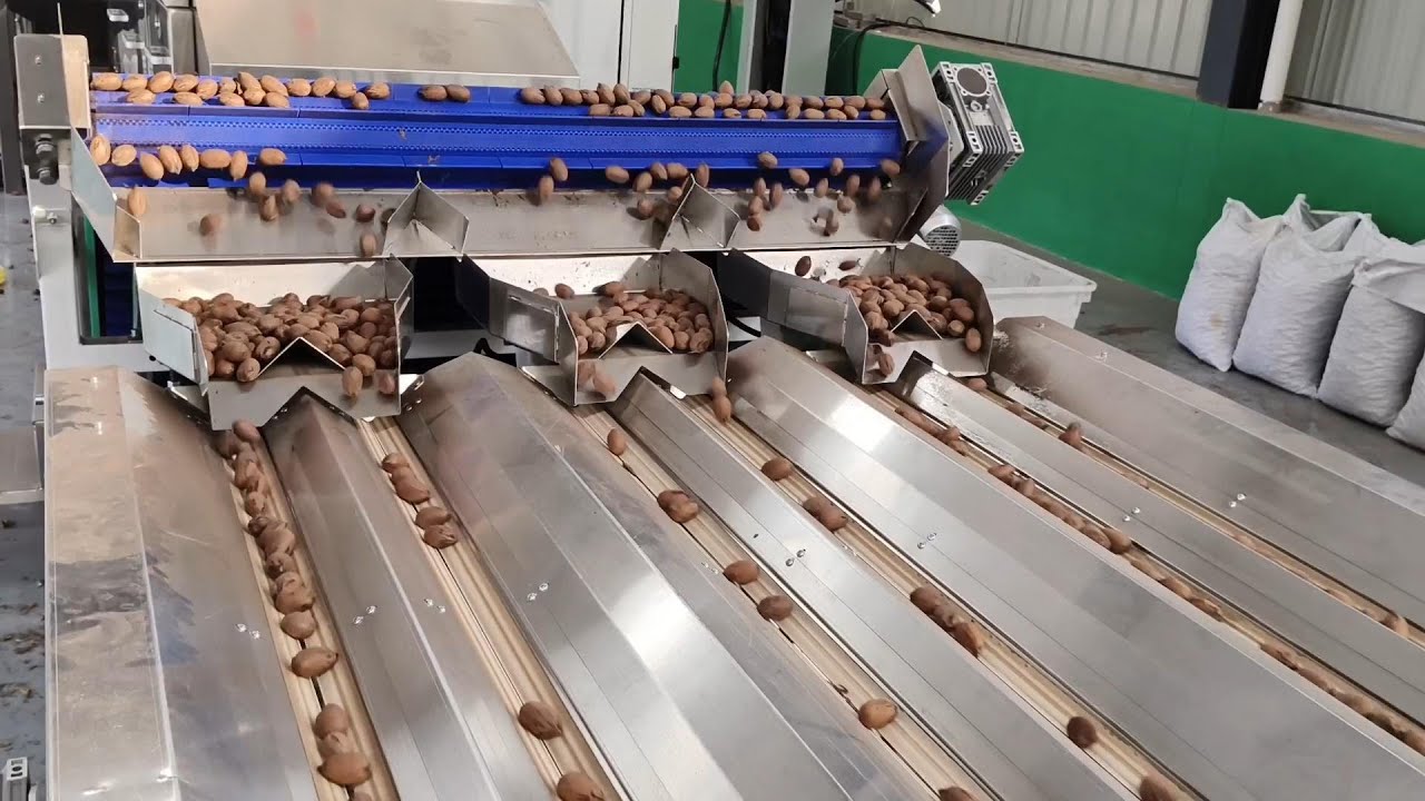 TAIHO Pecan Sorting and Grading Solution: Customer Site Showcase