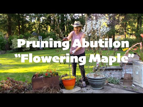 Pruning Abutilon Flowering Maple