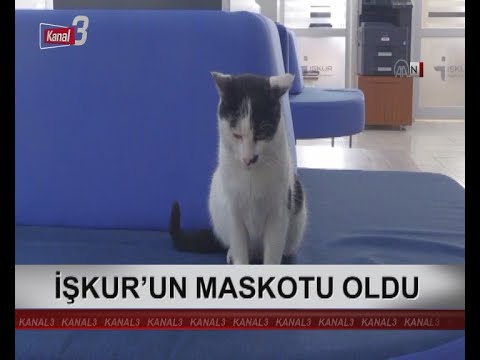 KANAL 3’TE SABAH 12 02 2019