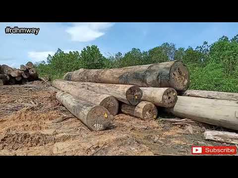 Mengenal Log Pond di HPH || TPK Hutan di HPH