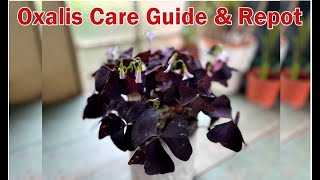 Oxalis Triangularis Care Guide and Repot - Butterfly Plant  - Purple Shamrock