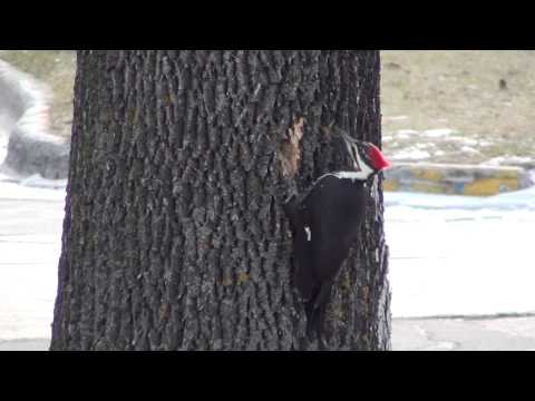 Pileated Woodpecker (Picidae: Dryocopus pileatus) Foraging