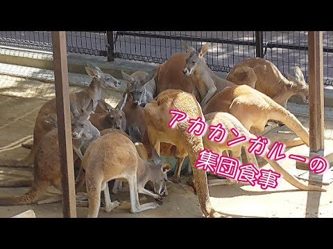 カンガルーは何を食べるの?