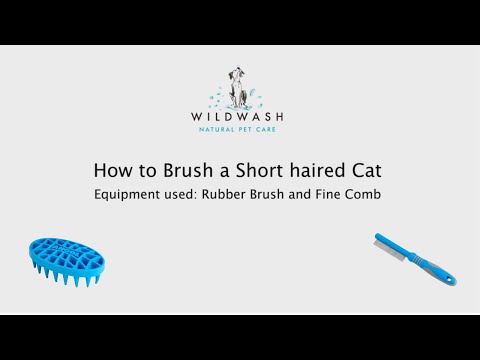 How to Brush a Short Haired Cat - WildWash