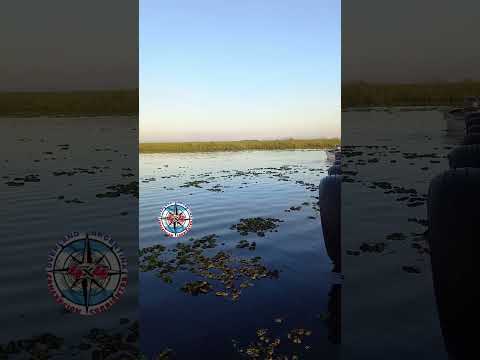 #shorts #viralvideo #esteros #iberá #paseo #lancha #concepción #corrientes