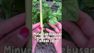 Download lagu MANFAAT SIRIH CINA UNTUK BERMACAM PENYAKIT #obatkesehatan #obatherbal#hidupsehat mp3