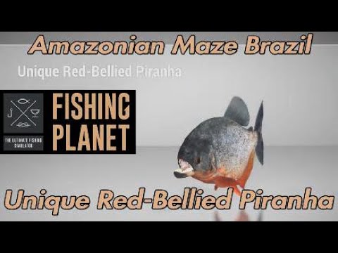 Unique Red-Bellied Piranha - Amazonian Maze Brazil - Fishing Planet Guide