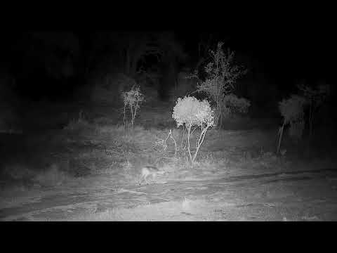 Djuma: Duiker drinks at the dam - 20:27 - 09/24/21