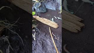 Download lagu snakehead,snakehead casting,snakehead aquarium- SNAKEHEAD FISH #shorts #fish #channa #viralvideo mp3 Download lagu snakehead,snakehead casting,snakehead aquarium- SNAKEHEAD FISH #shorts #fish #channa #viralvideo mp3