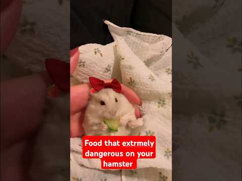 5 foods that harm your hamster