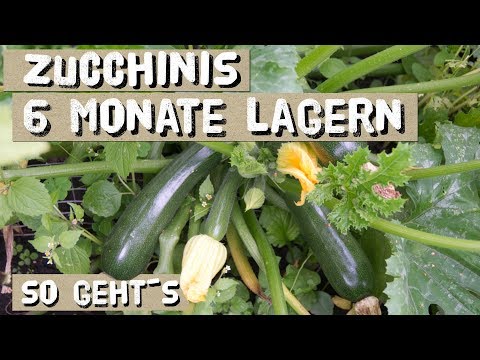 , title : 'So lagerst du Zucchinis bis zu 6 Monaten - Zucchinis haltbar machen'