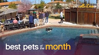 Best Pets of the Month (April 2021) | The Pet Collective