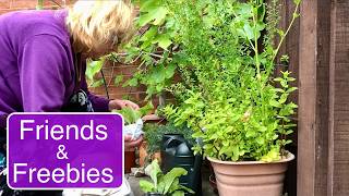 FORAGING, FRIENDSHIPS AND GARDEN TOURS #budgetgardening