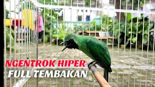 Download lagu NGENTROK HIPER !!! Cucak Ijo Gacor Full Isian Tembakan, Ampuh Untuk Pancingan Cucak Ijo Lomba mp3