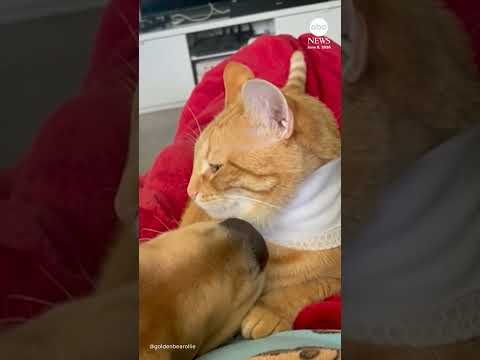 Watch this puppy and cat go from enemies to best friends