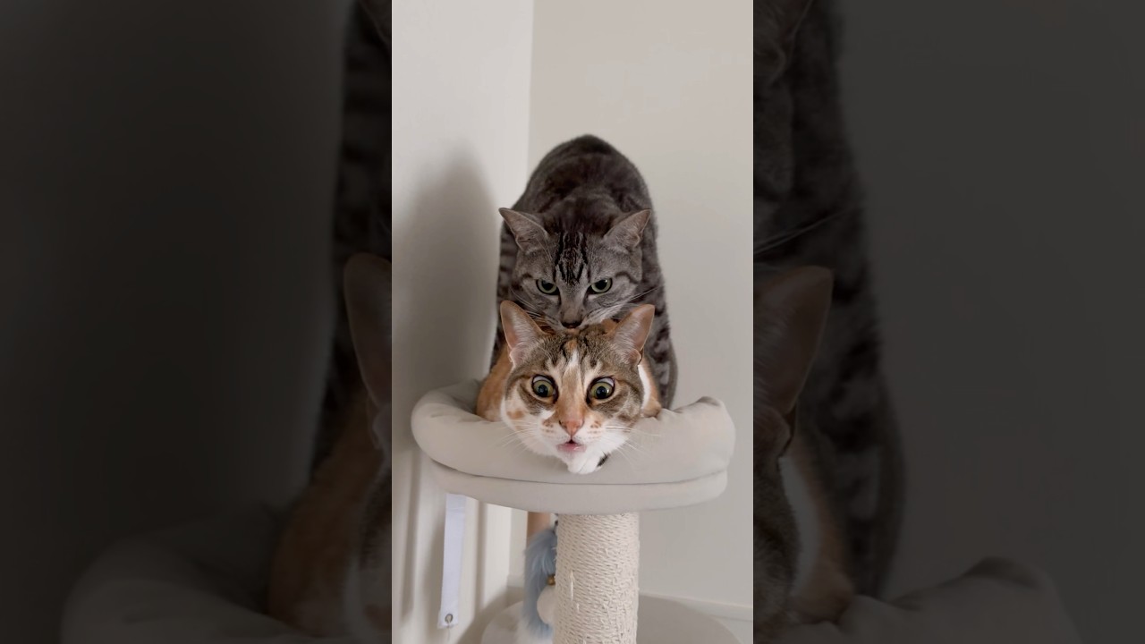 トイレから帰ってきたらこうなってた #shorts #猫 #cat